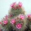 Mammillaria_bocasana_roseiflora